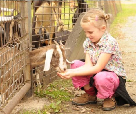 Visit The Animals in West Wales