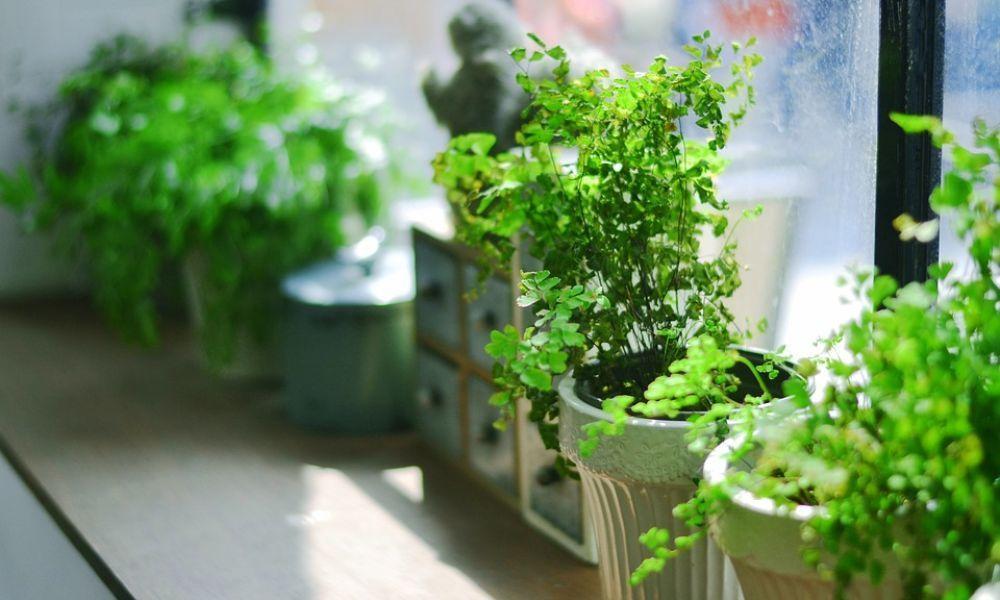 5 Child-Safe Air Purifying Plants Every Family Home Needs