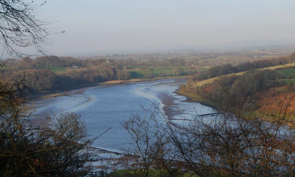 Cleddau Woodlands